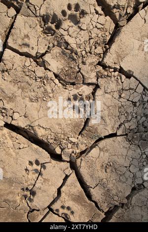 Blick von oben auf Löwenspuren (Panthera leo) im getrockneten Schlamm am Ufer des Luangwa River Stockfoto