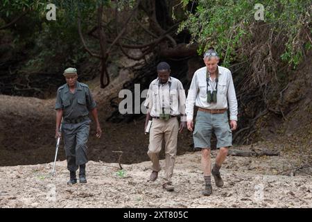 Touristen mit Fernglas auf einem geführten Spaziergang in Nord-Luangwa mit einem bewaffneten Wildjäger und ortskundigem Vogelführer Stockfoto