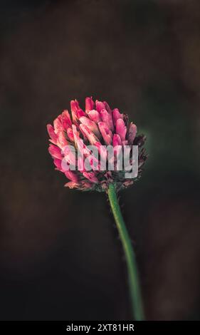 Eine einzelne blühende rosafarbene Blume hebt sich vor einem dunklen, unscharfen Hintergrund hervor und zeigt leuchtende Blütenblätter im Kontrast zu den gedämpften Tönen um sie herum Stockfoto