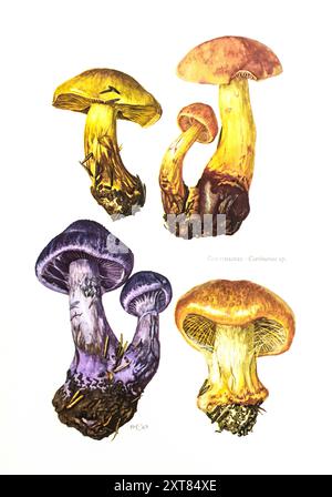 Illustration von Claus Caspari aus der Sammlung von Dokumenten d'Histoire Naturelle von Cortinarius-Pilzen. Stockfoto