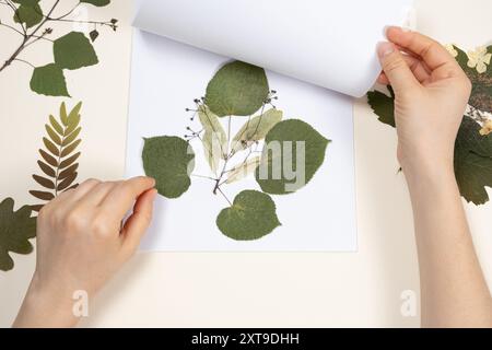 Hände, die eine getrocknete Lindenblätter und Blumen halten, machen ein Herbarium Stockfoto