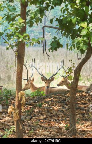 Die ruhenden Barasingha (Rucervus duvaucelii) große männliche Hirsche in der Mukki-Zone des Kanha Tiger Reserve, Indien. Stockfoto