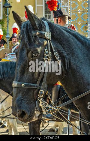 Die Fanfare des 4. Carabinieri-Pferderegiments anlässlich der Madonna della Libera. Pratola Peligna, Abruzzen Stockfoto