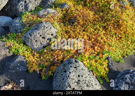 Ein Stein bedeckt mit Moos und gelben Blättern. Der Felsen ist von Schmutz umgeben und es gibt andere Felsen in der Nähe Stockfoto