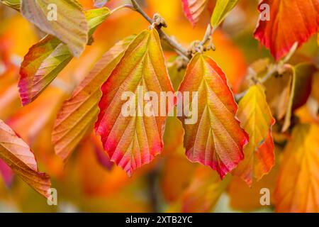 Bunte Buchenblätter im Herbst. Nahaufnahme der Anlage. Stockfoto
