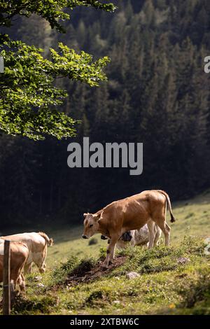 Kühe mit Glocken grasen auf einer smaragdgrünen Graswiese. Österreichische Alpen. Berge, grüne Wiesen und dichte Nadelwälder. Reisen Sie nach Österreich. Stockfoto