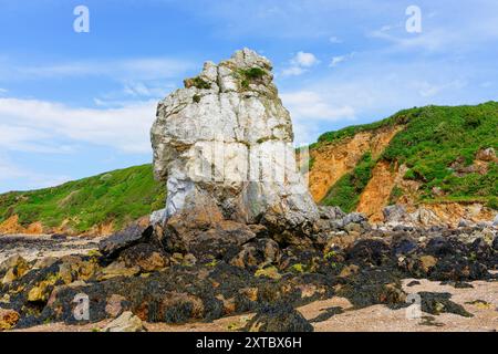 Meeresalgen bedeckte Felsen umgeben den Quarzit-Stack der White Lady in Porth Padrig Cove, Anglesey, Wales. Stockfoto