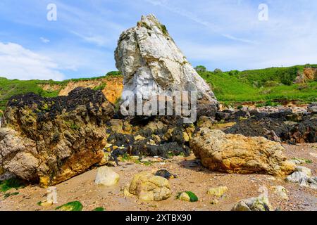 Bei Ebbe am Porth Padrig Beach werden Meeresalgen bedeckte Felsen am Fuß des Meeresstapels der White Lady sichtbar. Stockfoto