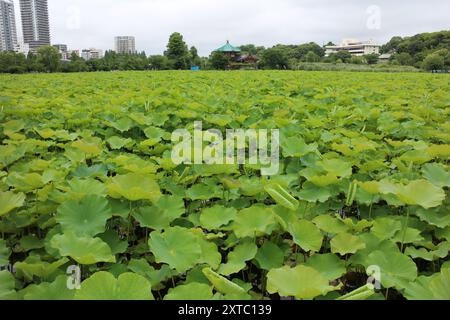 Frische grüne Lotusblätter am Shinobazu Pond (Ueno Park) in Tokio, Japan Stockfoto