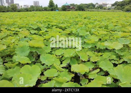 Frische grüne Lotusblätter am Shinobazu Pond (Ueno Park) in Tokio, Japan Stockfoto