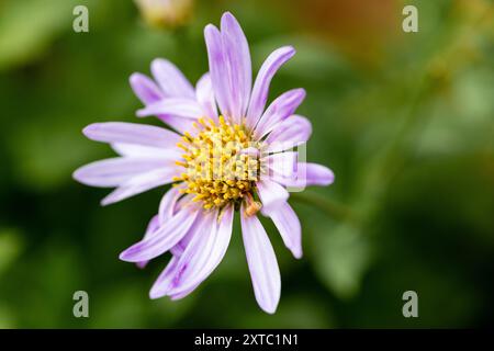 Aster Frikartii Floras erfreuen Blume Stockfoto