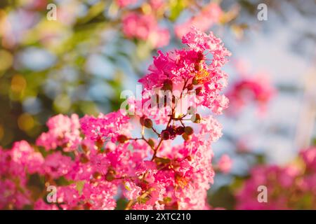 Große Blumen von rosa lagerstroemia an einem sonnigen Tag vor dem Hintergrund des blauen Himmels Stockfoto