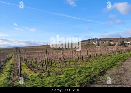 Elsass, Dezember: Blick auf die Weinberge im Chateau de Kaysersberg Stockfoto