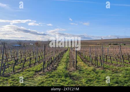 Elsass, Dezember: Blick auf die Weinberge im Chateau de Kaysersberg Stockfoto