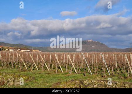 Elsass, Dezember: Blick auf die Weinberge im Chateau de Kaysersberg Stockfoto