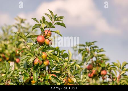 Rote reife Äpfel, bereit zur Ernte in einem niederländischen Obstgarten in Gelderland, Niederlande Stockfoto