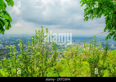 Panoramablick auf die Stadt Almaty vom Mount Koktobe. Im Vordergrund stehen blühende Apfelbäume. Almaty, Kasachstan - 6. Mai 2024. Stockfoto
