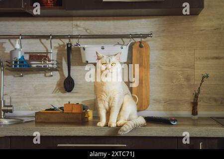 Britische Silberkatze sitzt auf dem Küchentisch. Tageslicht. Stockfoto