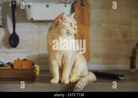 Britische Silberkatze sitzt auf dem Küchentisch. Tageslicht. Stockfoto