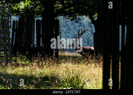 Tschechische Republik, Lany, 13. August 2024. Lany, Tschechische Republik. August 2024. Der ausgedehnte Schlosspark (Wildpark) des barocken schlosses im Dorf Lany, offizielle Sommerresidenz der Präsidenten der Tschechischen Republik in Lany, 13. August 2024. Der Game Park befindet sich inmitten des Krivoklat-Waldes, unweit von Prag. Der tschechische Präsident Petr Pavel eröffnete erstmals einen Teil des Lany Game Park für die Öffentlichkeit. Der Bereich ist täglich geöffnet, auch an Feiertagen. Quelle: Ondrej Hajek/CTK Photo/Alamy Live News Stockfoto