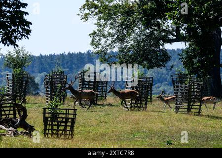 Tschechische Republik, Lany, 13. August 2024. Lany, Tschechische Republik. August 2024. Der ausgedehnte Schlosspark (Wildpark) des barocken schlosses im Dorf Lany, offizielle Sommerresidenz der Präsidenten der Tschechischen Republik in Lany, 13. August 2024. Der Game Park befindet sich inmitten des Krivoklat-Waldes, unweit von Prag. Der tschechische Präsident Petr Pavel eröffnete erstmals einen Teil des Lany Game Park für die Öffentlichkeit. Der Bereich ist täglich geöffnet, auch an Feiertagen. Quelle: Ondrej Hajek/CTK Photo/Alamy Live News Stockfoto