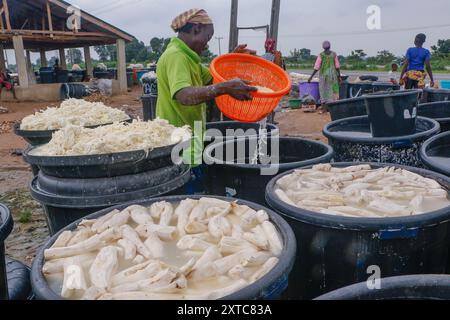 Die Weibchen in Abuja kämpfen in einer lokalen Maniok-Verarbeitungsfabrik unter schwierigen Bedingungen, um Mehl herzustellen, während sie die Spreu aus fermentiertem Maniok waschen. Angesichts der wirtschaftlichen Unsicherheiten stehen diese jungen Mädchen und Frauen vor verschiedenen Herausforderungen, um sich selbst zu stärken, Arbeitsplätze für andere zu schaffen und den Lebensunterhalt zu sichern. Die meisten Frauen hier sind Brotgewinner und sie kämpfen für ihre Familien. Nigeria. Stockfoto