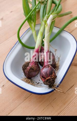 Ein kleines weißes Blechblech mit frisch geernteten roten Zwiebeln aus einem Gemüsefleck. Stockfoto