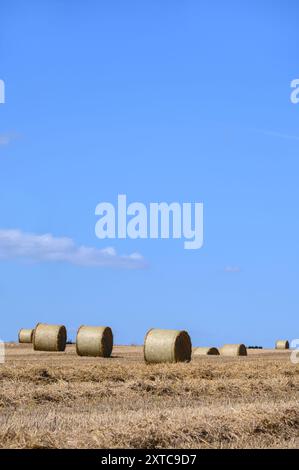 Heurollen, die während der Ernte eines Gerstenfeldes im August in der Nähe des Dorfes Chart Sutton in Kent, Vereinigtes Königreich, erzeugt wurden. Stockfoto