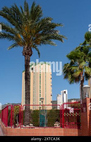 Costa Blanca, Mittelmeer, spanisch, Touristenhochburg, Touristisches Ziel, Urlaubsziel, Wohnen, Wohnhäuser, Moderne, Architektur, Miete, Mietwohnung Hochhäuser und Palmen in Benidorm, Provinz Alicante, Spanien *** Costa Blanca, Mittelmeer, Spanisch, Touristenhochburg, Touristenziel, Urlaubsziel, Wohn-, Wohngebäude, modern, Architektur, Vermietung, Mietwohnung Hochhäuser und Palmen in Benidorm, Provinz Alicante, Spanien Stockfoto