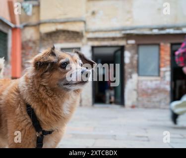 Porträt des Mischhundes (Mongrel). Nahaufnahme Porträt ein Mischhund auf einem Hintergrund der Straße. Stockfoto