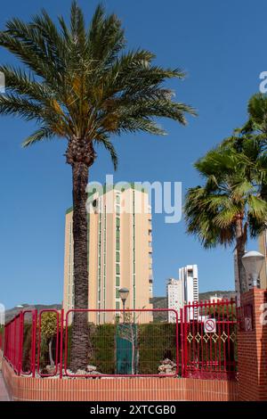 Wolkenkratzer und Palmen in Benidorm, Provinz Alicante, Spanien Stockfoto