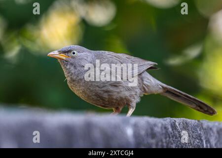 Ein Dschungel-Babbler an einer Wand Stockfoto