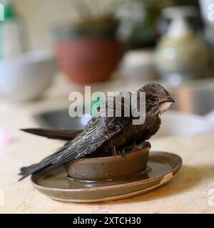 Der gemeinsame SWIFT (Apus apus) verwaiste Junggeländer, bevor er zur Rehabilitation in einem Wildtierkrankenhaus genommen wurde, fotografiert im Juli in Israel Stockfoto