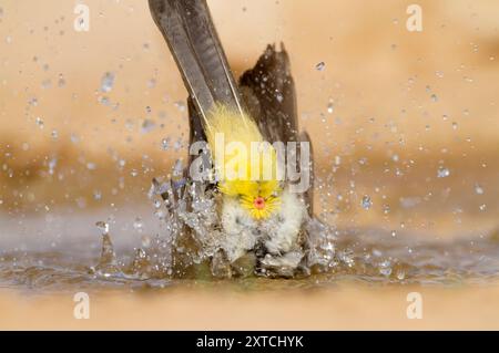 Weißbrille (Pycnonotus xanthopygos) بلبل أصفر العجز badet in einer Wasserpfütze in der Wüste Negev, Israel Stockfoto