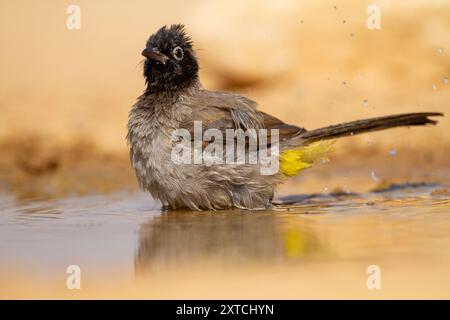 Weißbrille (Pycnonotus xanthopygos) بلبل أصفر العجز badet in einer Wasserpfütze in der Wüste Negev, Israel Stockfoto