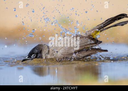 Weißbrille (Pycnonotus xanthopygos) بلبل أصفر العجز badet in einer Wasserpfütze in der Wüste Negev, Israel Stockfoto