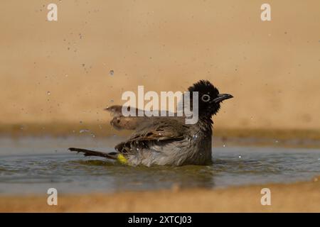 Weißbrille (Pycnonotus xanthopygos) بلبل أصفر العجز badet in einer Wasserpfütze in der Wüste Negev, Israel Stockfoto