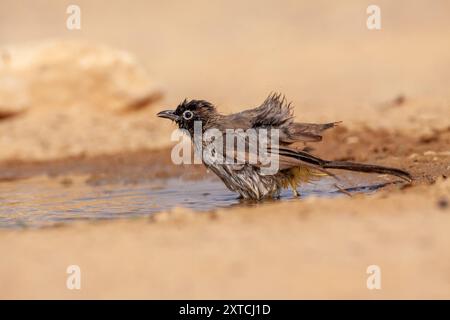 Weißbrille (Pycnonotus xanthopygos) بلبل أصفر العجز badet in einer Wasserpfütze in der Wüste Negev, Israel Stockfoto