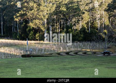 23. Juli 2024 - Bago Winery and Vineyards südlich von Port Macquarie, NSW, Australien. Bargo Maze auf der rechten Seite. Stockfoto