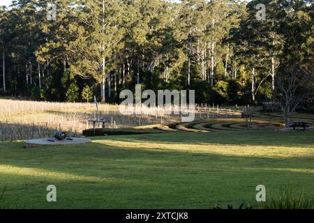 23. Juli 2024 - Bago Winery and Vineyards südlich von Port Macquarie, NSW, Australien. Bargo Maze auf der rechten Seite. Stockfoto