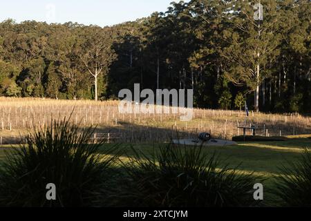 23. Juli 2024 - Bago Winery and Vineyards südlich von Port Macquarie, NSW, Australien. Stockfoto