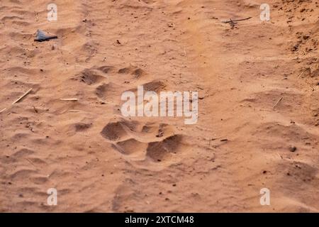 Löwenspuren im Sand Stockfoto