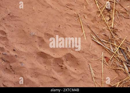 Löwenspuren im Sand Stockfoto