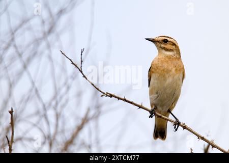 Weibliche Whinchat (Saxicola rubetra) hob auf einem Zweig einen kleinen Wandervogel, der in Europa und Westasien brütet und in den Wintern in Afrika lebt. Stockfoto