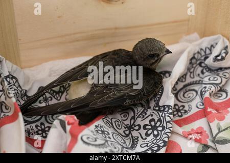 Der gemeinsame SWIFT (Apus apus) verwaiste Junggeländer, bevor er zur Rehabilitation in einem Wildtierkrankenhaus genommen wurde, fotografiert im Juli in Israel Stockfoto