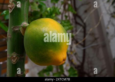 Unreife Frucht reift auf einem Papaya-Baum (Carica Papaya) Stockfoto