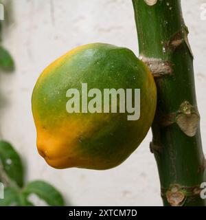 Unreife Frucht reift auf einem Papaya-Baum (Carica Papaya) Stockfoto