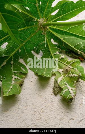 Gruppe von Mehlkäfern (Icerya aegyptiaca). Auf der Unterseite eines Blattes eines weiblichen Papaya-Baumes (Carica Papaya), fotografiert im Juli in Israel Stockfoto