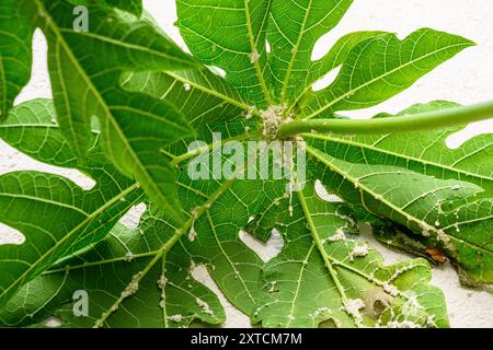 Gruppe von Mehlkäfern (Icerya aegyptiaca). Auf der Unterseite eines Blattes eines weiblichen Papaya-Baumes (Carica Papaya), fotografiert im Juli in Israel Stockfoto