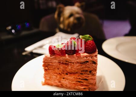Ein Stück gebackener Himbeergebäck mit frischen Himbeeren auf einem weißen Teller auf einem gedeckten Tisch, ein Yorkshire Terrierhund in der Cafeteria. Haustierfreundliches Café Stockfoto